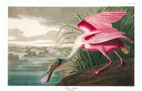 John J Audubonun ‘amerika Kuşlarına Ait Tüm çizimler Artık ücretsiz
