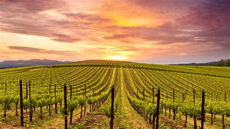 an-area-by-area-guide-to-california-s-wine-regions-loveexploring-com