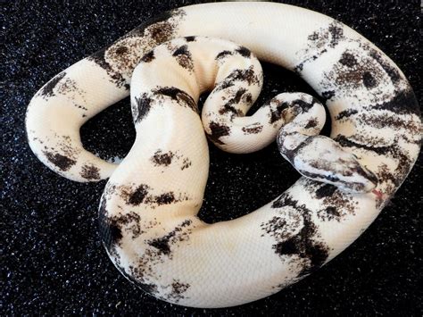 Albino Axanthic Whitewash Morph List World Of Ball Pythons Pretty