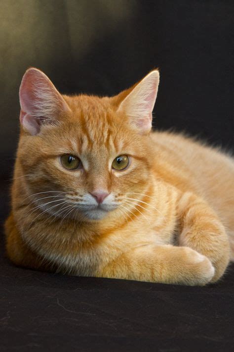 446 Mejores Imágenes De Ginger Cat En 2020 Gatos Gatitos Lindos Y