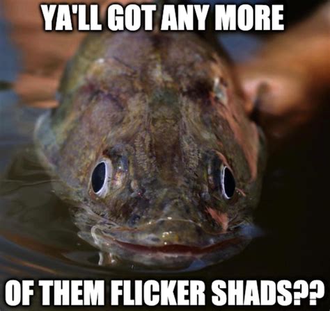 Dopey Walleye Meme General Discussion Forum In Depth Outdoors