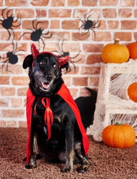 Premium Photo Black Dog In Devil Costume