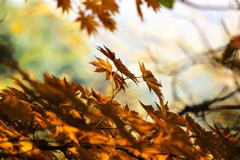Brown Maple Leaves In Closeup Photo Hd Wallpaper Wallpaper Flare