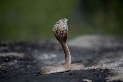 Primbon Mimpi Ular Sebagai Pertanda, Tidak Selalu Bernasib Buruk