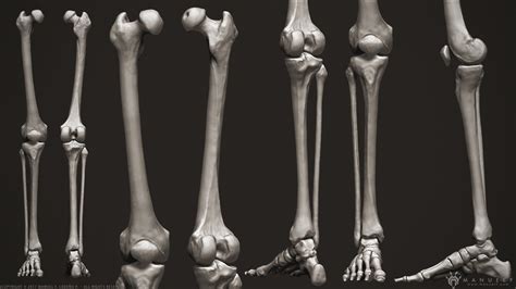 Manuel F Cedeño 3d Human Skeleton