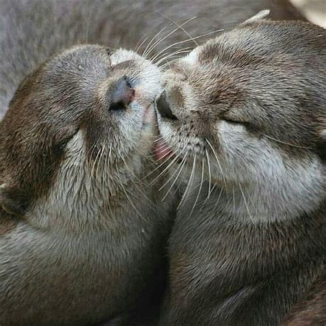 Sharing A Kiss 💘 Follow Otterlove For More 😉 Comment Below If You