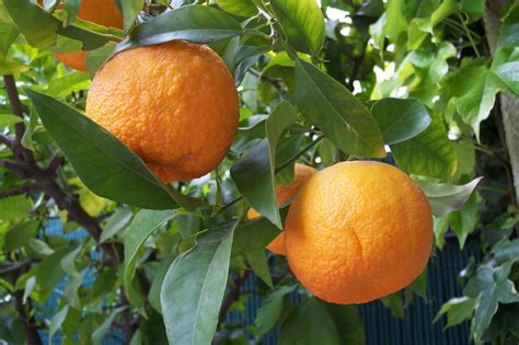 Ron Desantis Appoints Three To Florida Citrus Commission