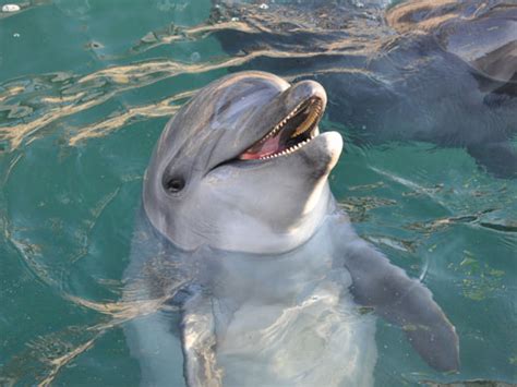 Tursiops Truncatus Ponticus Black Sea Bottlenose Dolphin In Zoos