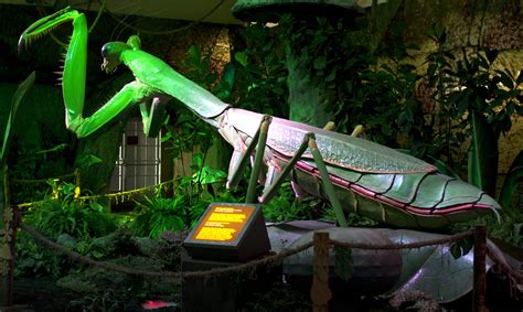 The World Of Giant Insects The North Carolina Arboretum