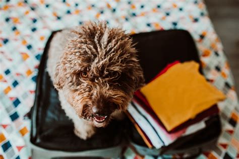 Check spelling or type a new query. Best Ways to Travel with a Dog