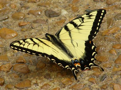 Male And Female Eastern Tiger Swallowtail Whats That Bug