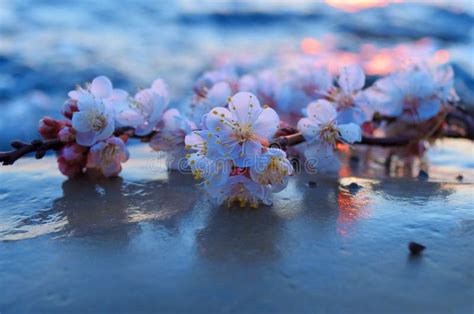 Cherry Blossoms Against The Sea Stock Image Image Of Festival Nature