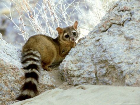 Life history these animals are almost wholly nocturnal and spend the majority of the day sleeping in. The ringtail cat (Bassariscus astutus) is a mammal of the raccoon family (thus not actually a ...