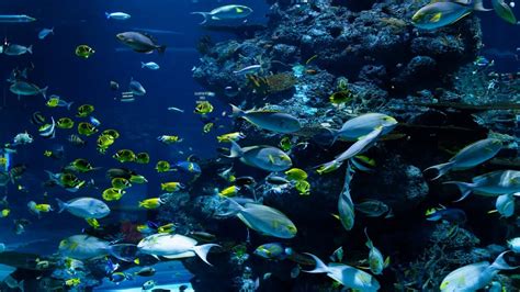 Best Ocean Life Amazing Underwater Marine Life Youtube