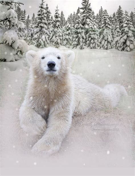 Snow Bear Snow Bear Bear Snow