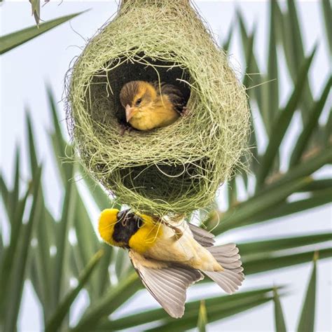 About Nests Canadas Local Gardener Magazine