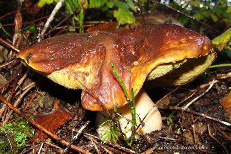 Oregon Mushrooms Storetimeline Friends2