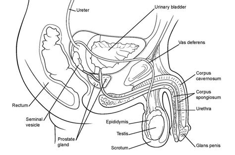 Zachary, wak, md, et al. 1 (a) Male reproductive system*; (b) A sagittal section of the male... | Download Scientific Diagram