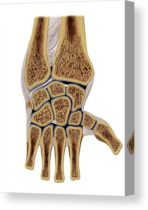 Wrist Joints Photograph By Asklepios Medical Atlas Pixels The Best