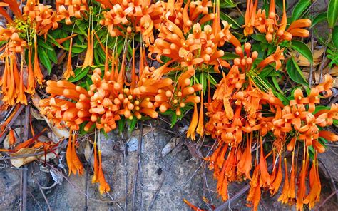 Climbing plants are nature made screens that effortlessly grow up various surfaces, enhancing the best climbing plants. Best 10 climbing plants - David Domoney