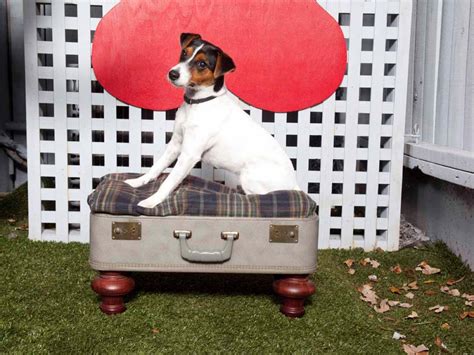 How To Make A Vintage Suitcase Pet Bed Hgtv