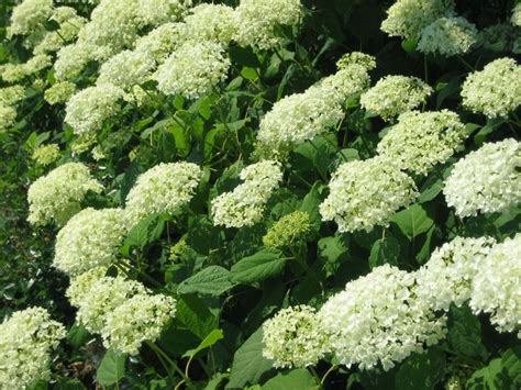 White Flowers Are Blooming In The Garden