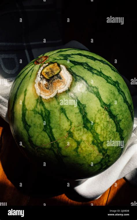 Moldy Spot On A Small Watermelon Stock Photo Alamy