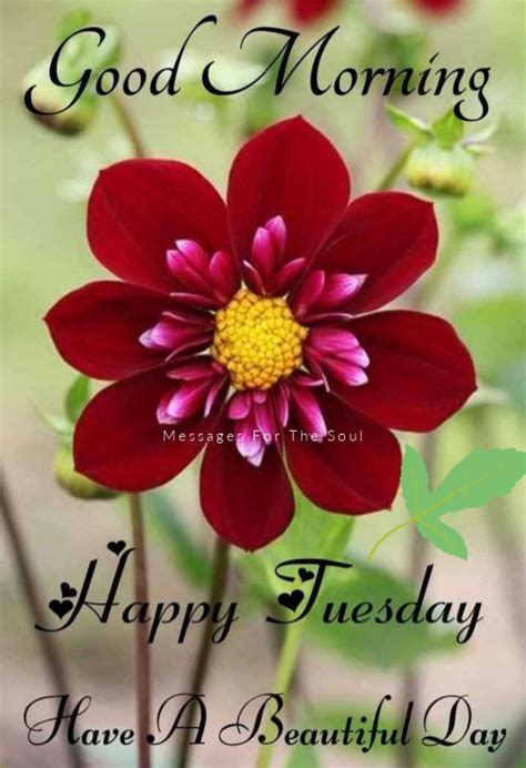 Red Flower Good Morning Happy Tuesday Quote Pictures Photos And