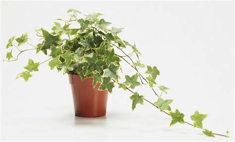 House Plant Therapy Best Air Purifying Plants
