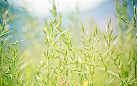 Festuca Características Hábitat Variedades Usos Rasgos Planta