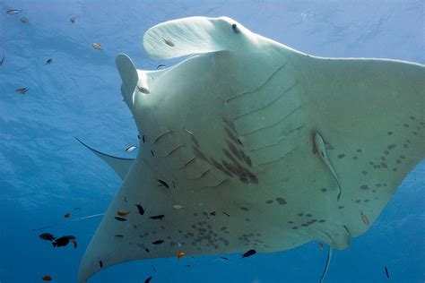 Project Manta Protection For Endangered Manta Ray School Of