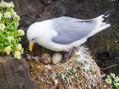 Do All Birds Lay Eggs Comprehensive Answer Birdfact