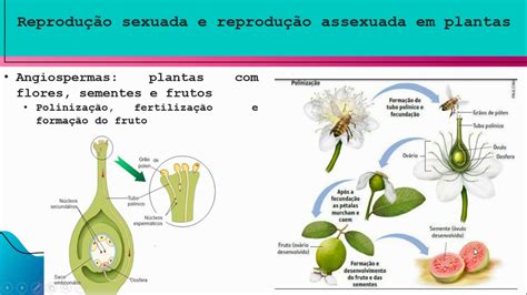 Reprodução sexuada e reprodução assexuada em plantas Parte YouTube