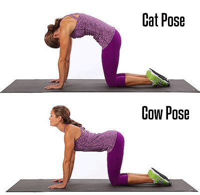 10+ cat cow sanskrit.cats pose yoga however, what happens if someone does not show you the same courtesy? Cat And Cow Pose Pictures, Photos, and Images for Facebook ...