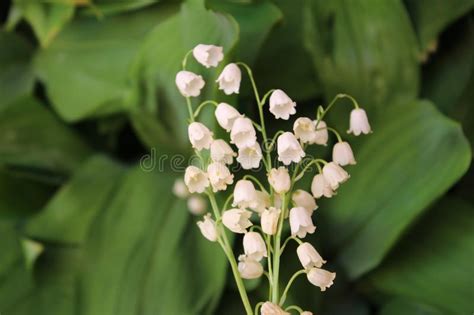 Convallaria Majalis Common Lily Of The Valley In Blossom With Beautiful