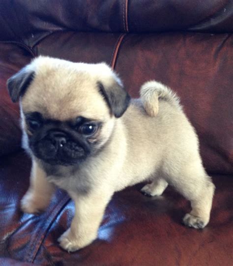 Pug Puppies Aylesford Kent Pets4homes Baby Animals Pictures