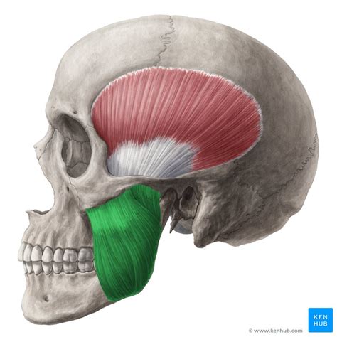 Masseter Muscle Musculus Masseter Kenhub