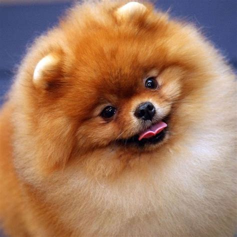 15 Small Fluffy Dog Breeds Best Small Dogs For Families And Apartments