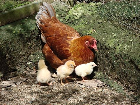 Gallina Con Sus Pollitos [hen And Her Chicks] Gallus Gallus ♀ Pichones A Photo On Flickriver