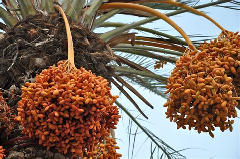 Date Palm Tree In Israel Photo By Lmm Plants Palm Trees Palm