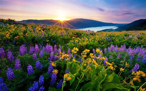 Sunrise Morning First Sun Rays Flowers Meadow With Mountain Lake