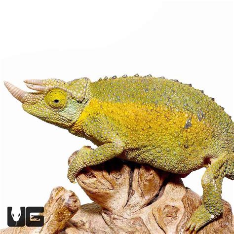 Rainbow Jacksons Chameleons Jacksonii Jacksonii For Sale Underground Reptiles