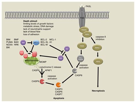 The Essentials Of Developmental Apoptosis F Research