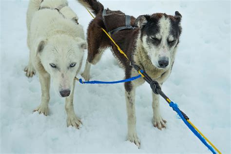 Free Images Snow Winter Vehicle Team Vertebrate Alaska Pulling