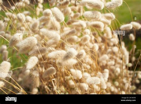 Closeup View Of Beautiful Fluffy Hares Tail Grass Blooming Flowers