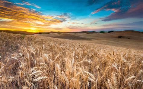 Field Sky Grass Wallpapers Wallpaper Cave