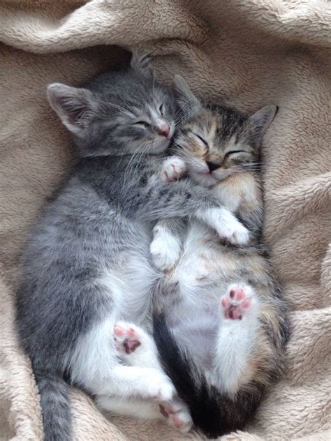 Magical Nature Tour Kittens Cuddling By Ledrobster ~ Sweet Dreams