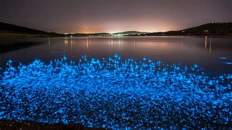 Top 15 Bioluminescent Beaches In The World
