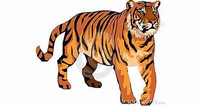 Tiger Clipart Walking Angry Bold Graphic Vector