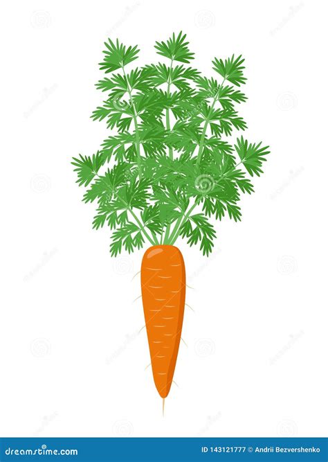 Ripe Carrot Plant With Open With Green Foliage Isolated On White